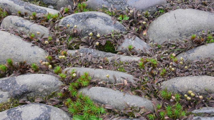Cotula squalida, Thornhill 5 Aug 2018 ©Chris Miles