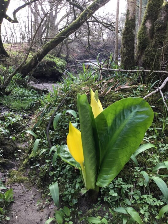 American Skunk Cabbage at Dalgonar Linn © Fiona Macfarlane