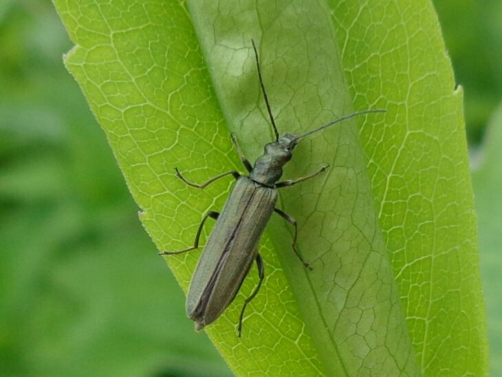 Oedemera virescens cc-by-sa-3.0 ©Aleksandrs Balodi