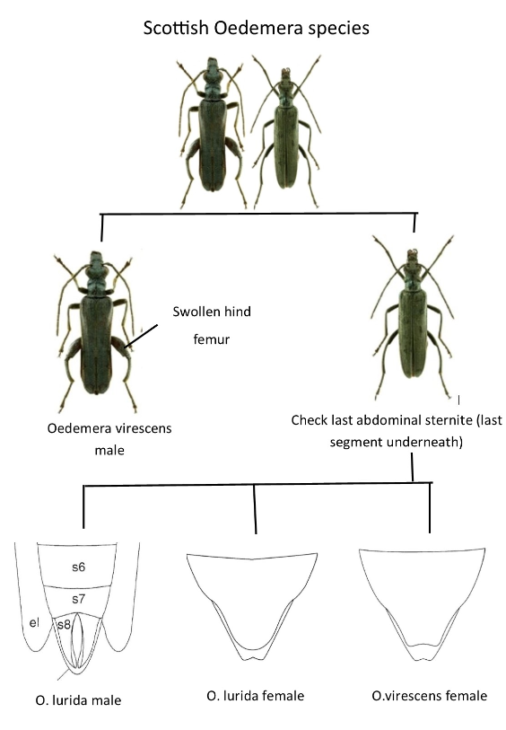 Separating Oedemera viridis and lurida