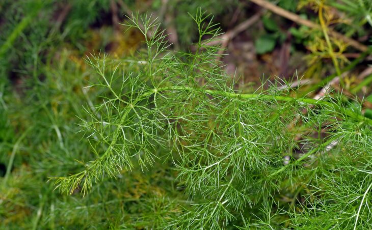 Spignel Meum athamanticum ©André Karwath