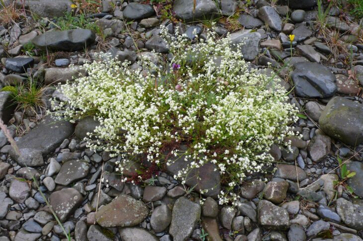 Galium sterneri in Moffatdale ©Chris Miles