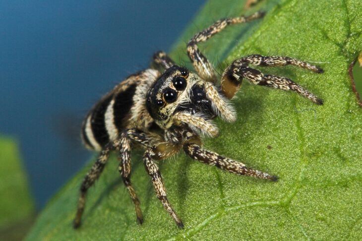 Salticus scenicus ©J.P. Richards
