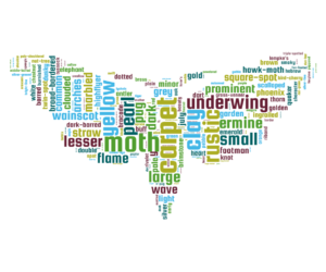 Moth wordcloud