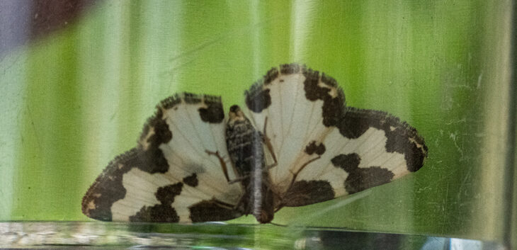 Clouded border (Lomaspilis marginata)