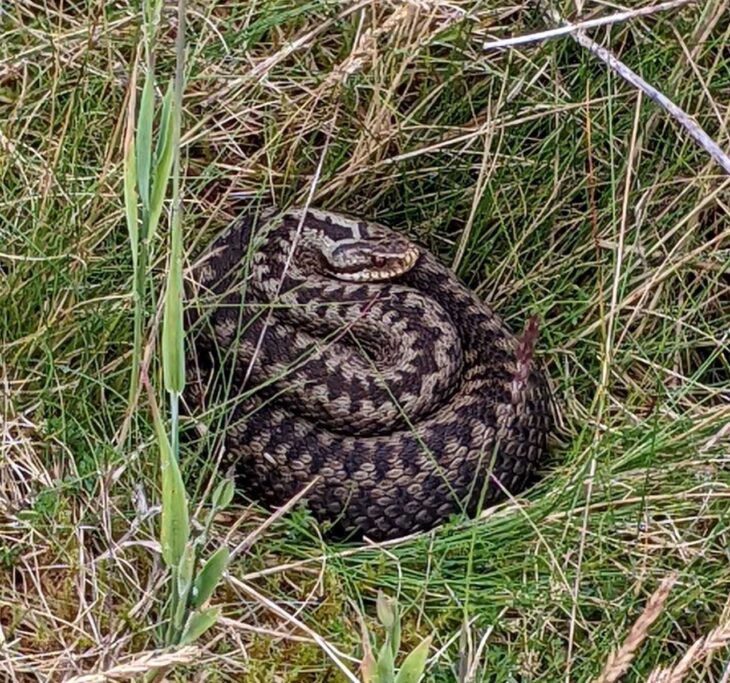 Adder female ©SWSEIC