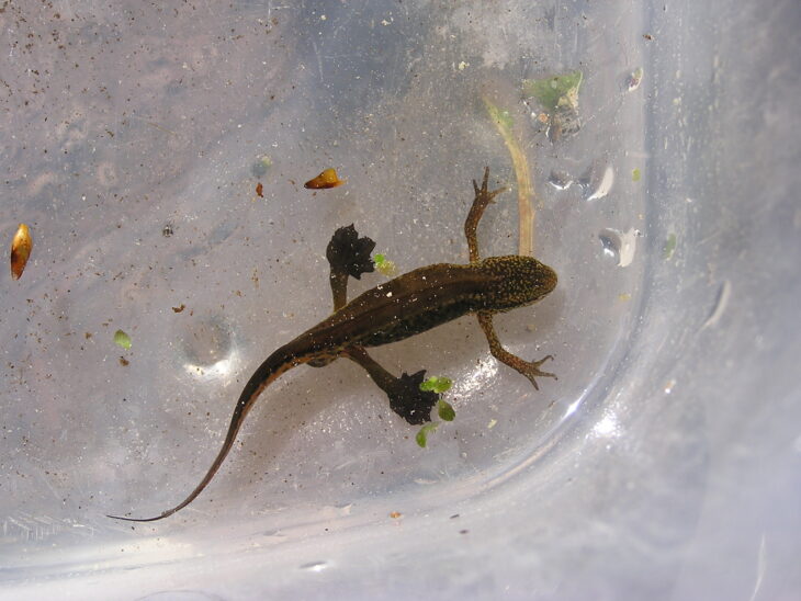 Palmate Newt male ©Chris Gleed-Owen