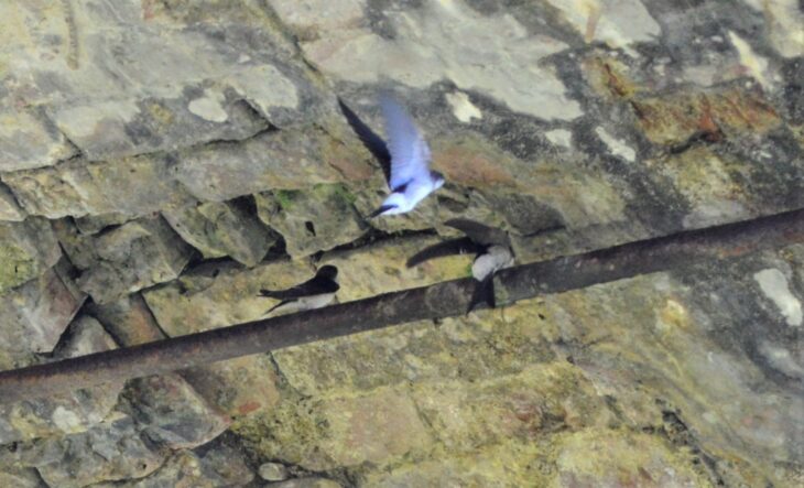 House Martin ©SWSEIC