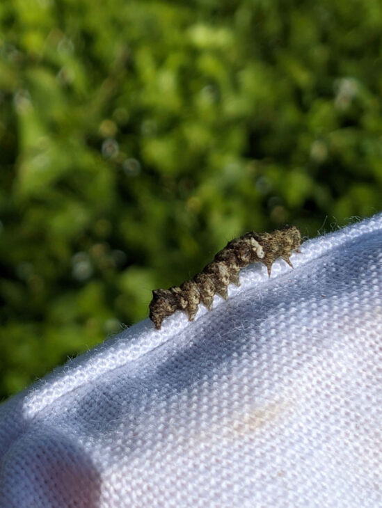Green-brindled Crescent caterpillar ©Mark Pollitt