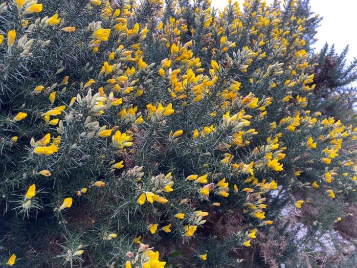 Gorse Ulex europaeus ©Sarah White